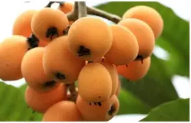 ffa医学上是什么意思-九游体育下载